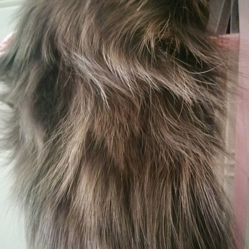 Mink fur bolero in black with 2 fur collars gift