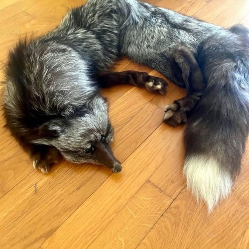 Authentic Vintage Fur / Silver Fox Leather brand new Ideal for home decoration