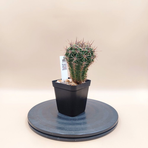 Echinopsis cactus in plastic pot, mini plant