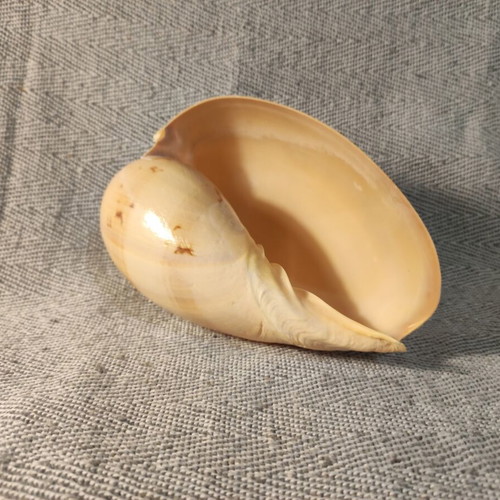 Volutidae (Melon) shell like new, 17x11x9cm