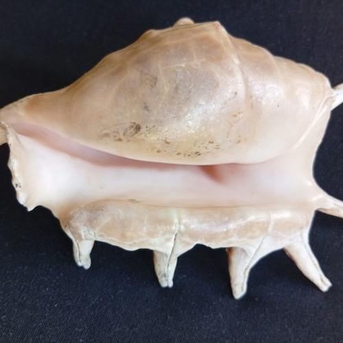 Spider conch shell 14.5 cm