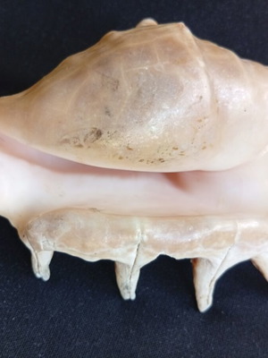 Spider conch shell 14.5 cm