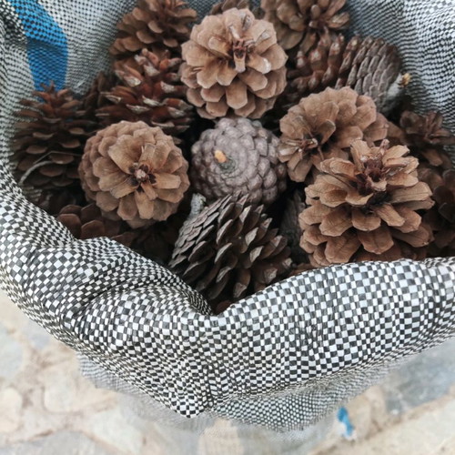 Pine cones used for crafts and art projects, sack of 230-250 pcs