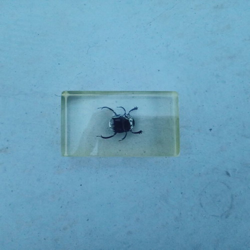 Round Beetle Insect from Deagostini True Insects Series like new