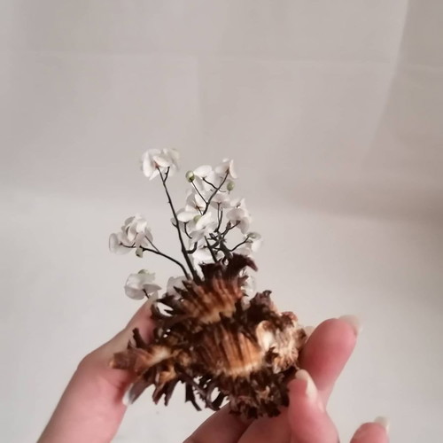 Sea shells used, handmade decor of natural sea shells