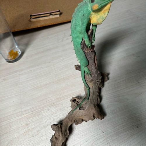 Decorative iguana used with broken tail