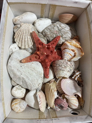 Summer decorative seashells and pebbles like new