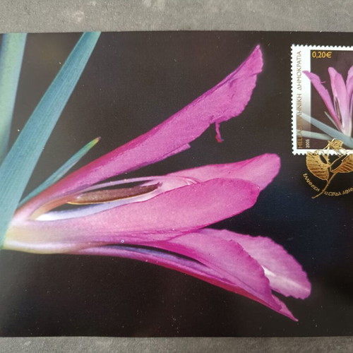 Greek flora 2005 complete stamp series on maximum cards new