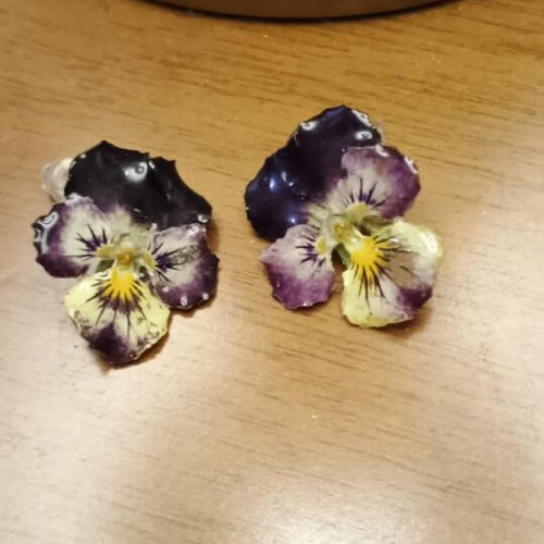 Earrings with real pansies new, blue multicolor