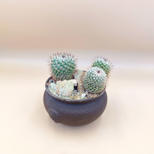 Mammillaria cactus in ceramic pot