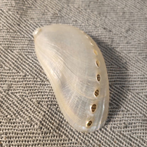 Sea ear shell like new, 9 cm length