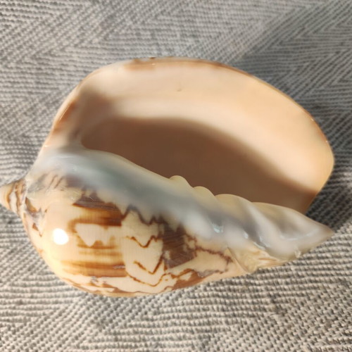 Voluta seashell like new, 11x7x6 cm