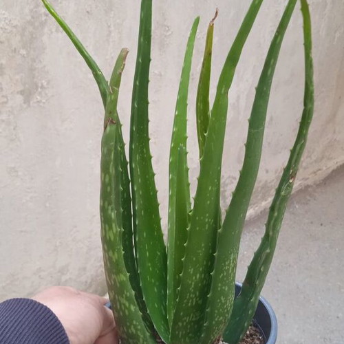 Aloe Vera succulent in nursery pot, new
