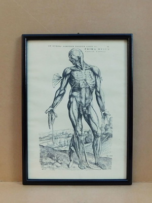 Italian engraving of human body anatomy like new