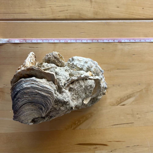 Avia Messinia fossil cluster refurbished