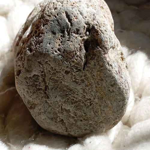 Fossilized coral used