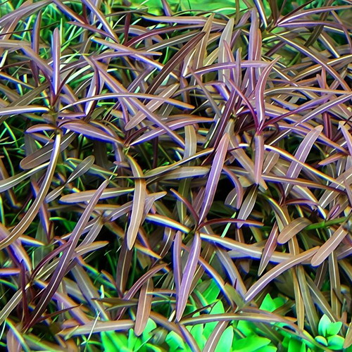 Cryptocoryne Wendii and Hygrophila lancea 'Araguaia' plant pack