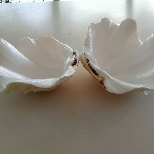 Giant Tridacna Squamosa Clam Shells new, matched pair