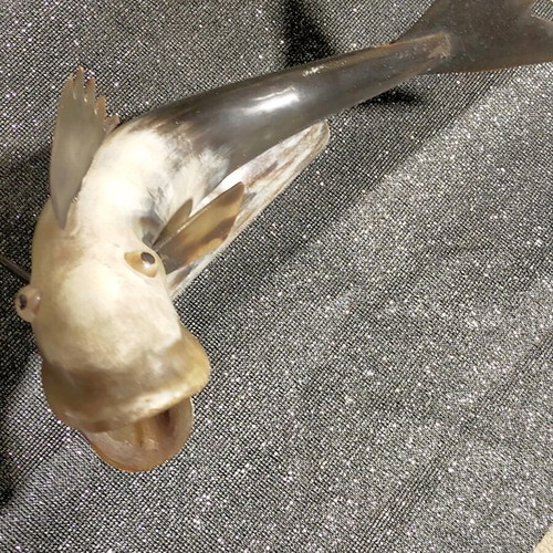 Decorative fish used