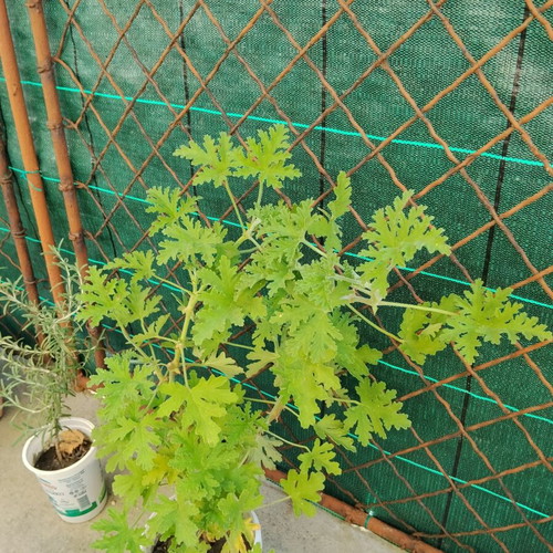 Pelargonium graveolens scented geranium