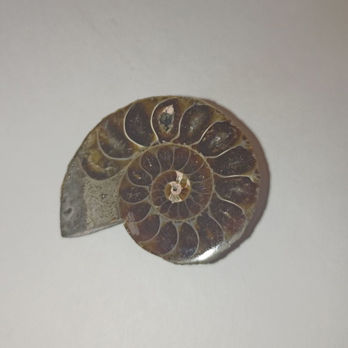 Ammonite fossil in perfect condition like new