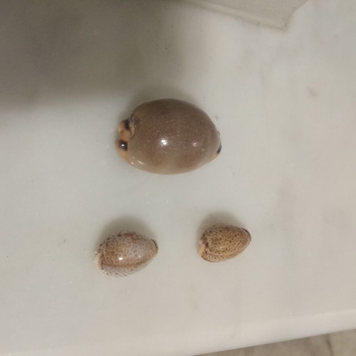 Cypraeidae shells like new, set of three from the Ionian Sea