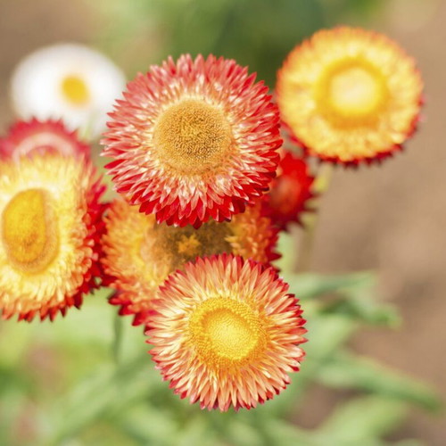 Strawflower (Xerochrysum bracteatum) seeds, pack of 20, multicolored
