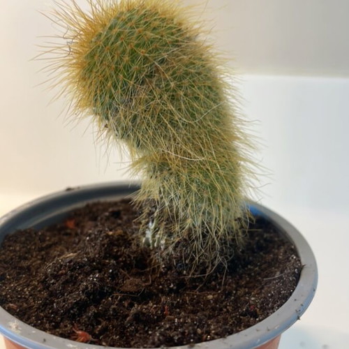Cleistocactus cactus 7cm height new