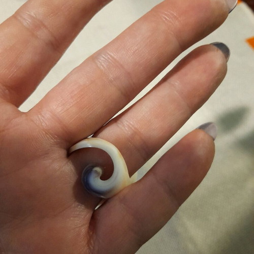Ring real shell new, unique