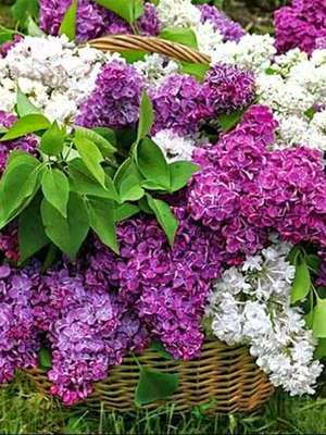 Hyacinth flower seeds mix, pack of 25, aromatic plant