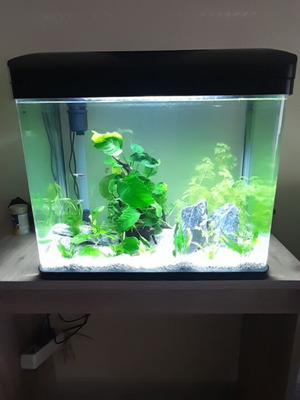 Amtra Laguna Aquarium used with accessories and 100W heater