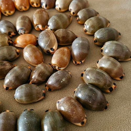 Mini Pig Shells like new, pack
