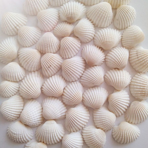 White seashells new, pack of 50 pieces