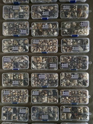 Boxes with seashells like new, pack of 24
