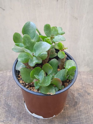 Παχύφυτο Crassula Arborescens Undulatifolia καινούργιο σε γλαστράκι φυτωρίου