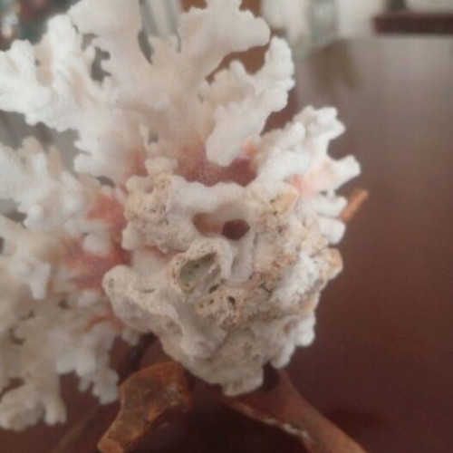 Natural coral Pocillopora verrucosa on driftwood base, like new