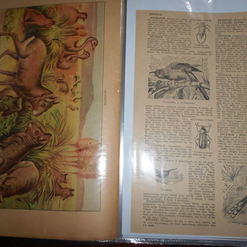 Forestry archive used with 40 lithograph clippings and articles from 1950s