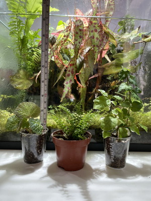 Σετ φυτών για τεράριουμ καινούργιο με Cotton Candy Fern, Begonia Solimutata, Ficus Pumilia