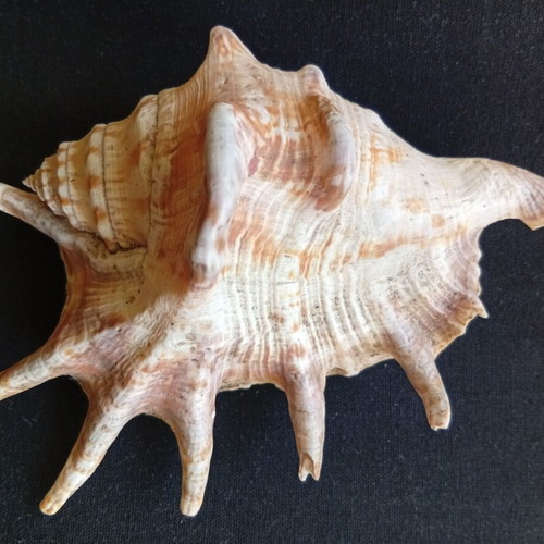 Spider conch shell 14.5 cm