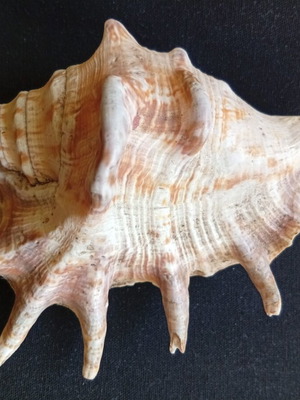 Spider conch shell 14.5 cm