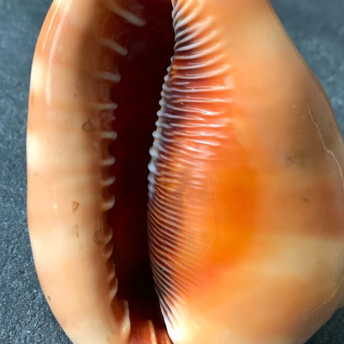 Shell used, as shown