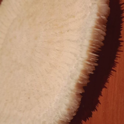 Mushroom type coral Fungia sp. or Heliofungia 17 cm diameter like new