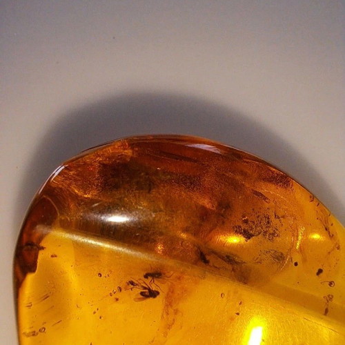 Baltic Amber Stone with Ancient Insects New