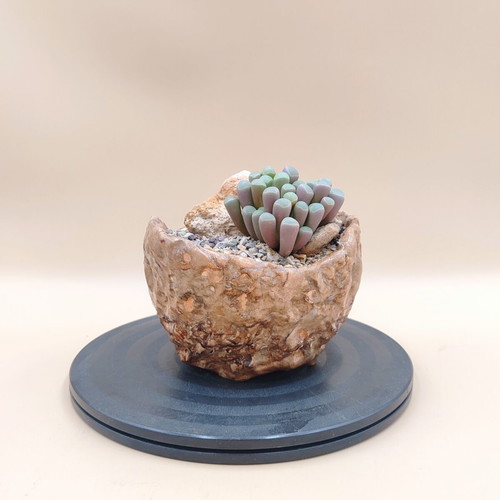 Fenestraria rhopalophylla succulent in handmade pot