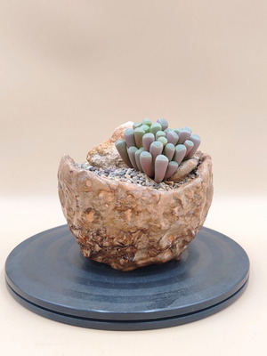 Fenestraria rhopalophylla succulent in handmade pot