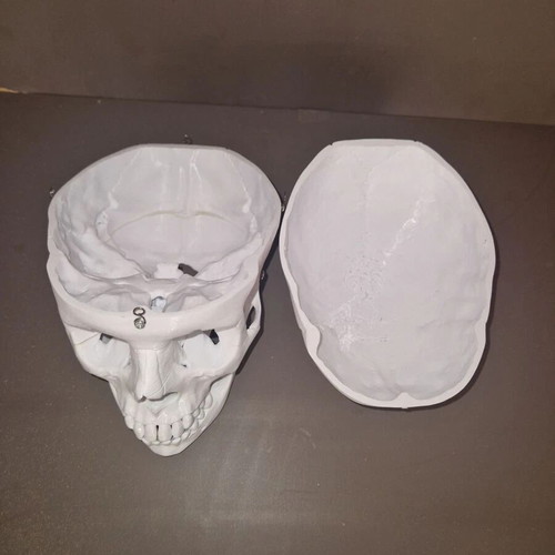 Plastic human skull like new, accurate replica with 3 detachable parts