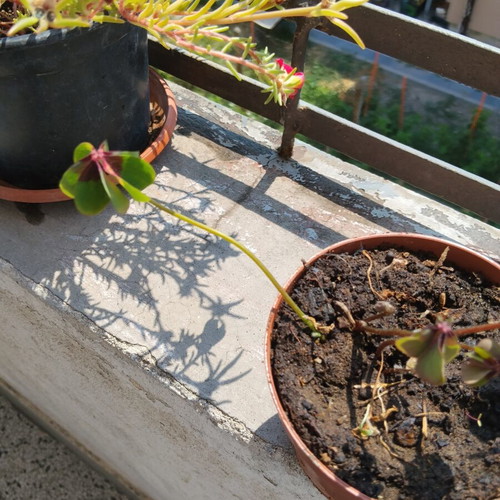Oxalis four-leaf clover indoor plant in plastic pot
