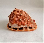  ΚΟΧΥΛΙΑ Natural Big Sea Shells Snail Wanbao Conch Helmet shell Νο2