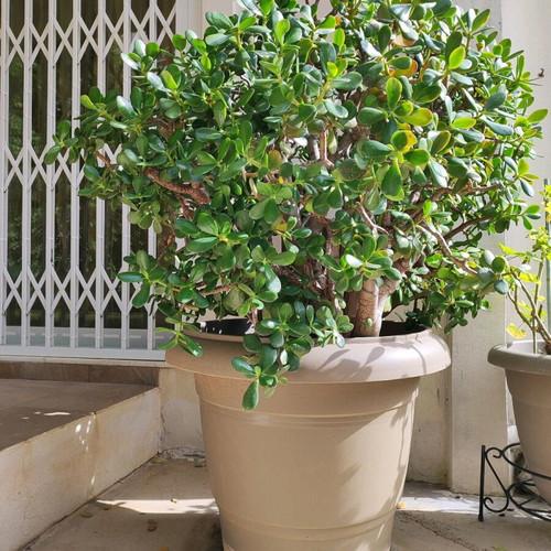 Large Crassula like new, 1.40m tall money tree plant