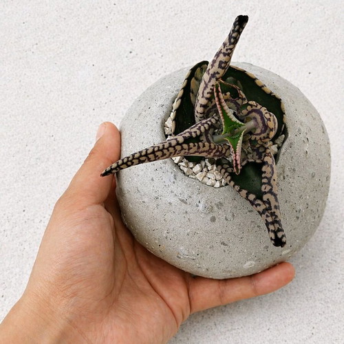 Handmade planter with succulent new, cement